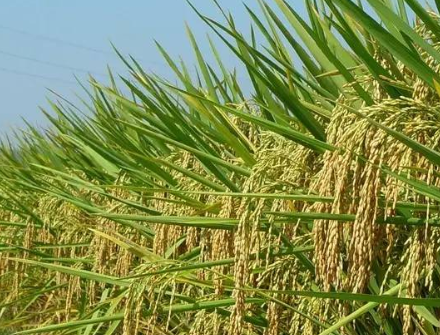 河南夏邑：賦能機(jī)收減損技術(shù)，助力小麥單產(chǎn)提升
